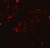 抗-Beclin-1 兔抗 affinity isolated antibody, buffered aqueous solution