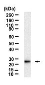 Anti-DYNLL1/PIN Antibody, clone 4B19 ZooMAb® Rabbit Monoclonal recombinant, expressed in HEK 293 cells