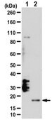 Anti-IL-21 Antibody from rabbit, purified by affinity chromatography