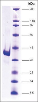 Arginine Splicing Factor, His tagged human recombinant, expressed in insect cells, &#8805;85% (SDS-PAGE)