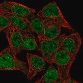 Anti-TCF7 antibody produced in rabbit Prestige Antibodies® Powered by Atlas Antibodies, affinity isolated antibody