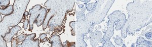 Anti-Integrin β3 Antibody, clone EM00212 ZooMAb® Rabbit Monoclonal recombinant, expressed in HEK 293 cells