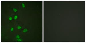 抗-CHOP，N端子 兔抗 affinity isolated antibody