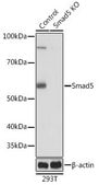 Anti- Smad5 antibody produced in rabbit