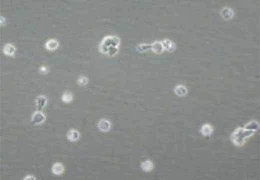 Leukemia Inhibitory Factor human 5 µg, human recombinant LIF protein, expressed in E. coli, suitable for stem cell culture