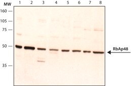 Anti-RbAp48 antibody produced in rabbit affinity isolated antibody, buffered aqueous solution