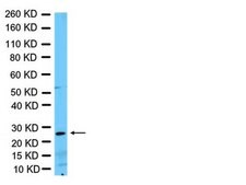 Anti-Nkx-3.1 Antibody Chemicon®, from rabbit
