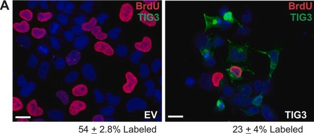 Monoclonal Anti-BrdU antibody produced in mouse clone BU-33, ascites fluid, Immunohistology Grade