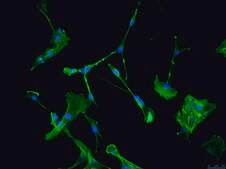 CNS-1 Rat Glioma Cell Line