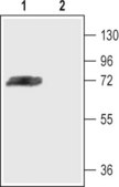 抗-钾通道 Kv4.3 兔抗 affinity isolated antibody, lyophilized powder
