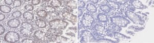 Anti-G9a Antibody, clone 1N3 ZooMAb® Rabbit Monoclonal recombinant, expressed in HEK 293 cells