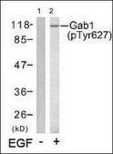 Anti-phospho-GAB1 (pTyr627) antibody produced in rabbit affinity isolated antibody