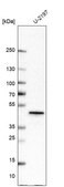 Anti-SH3GL1 antibody produced in rabbit Prestige Antibodies® Powered by Atlas Antibodies, affinity isolated antibody, buffered aqueous glycerol solution