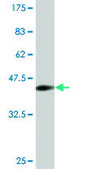 Monoclonal Anti-CNR1, (N-terminal) antibody produced in mouse clone 1F9, purified immunoglobulin, buffered aqueous solution