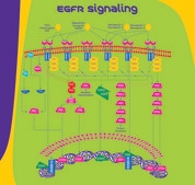 重组人表皮细胞生长因子 EGF, recombinant, expressed in E. coli, lyophilized powder, suitable for cell culture