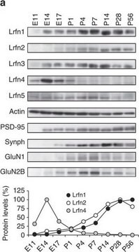 Anti-Synapsin I Antibody Chemicon&#174;, from rabbit