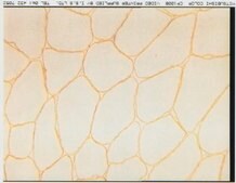 Anti-Dystrophin Antibody, mid-rod, clone 6D3 culture supernatant, clone 6D3, Chemicon®