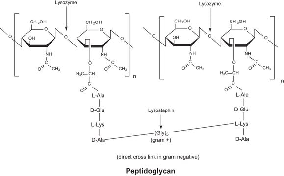Lysozyme 来源于鸡蛋白 lyophilized powder, protein &#8805;90&#160;%, &#8805;40,000&#160;units/mg protein