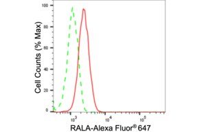 Anti RAS Like Proto-Oncogene A Antibody, clone 24GB1125, Rabbit Monoclonal clone 24GB1125, recombinant rabbit monoclonal, expressed in HEK293 cells