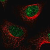 Anti-KDM1A antibody produced in rabbit Prestige Antibodies® Powered by Atlas Antibodies, affinity isolated antibody