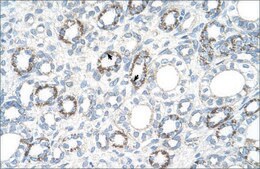 Anti-COX4I1 antibody produced in rabbit IgG fraction of antiserum