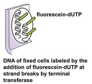 In Situ Cell Death Detection Kit, Fluorescein sufficient for ≤50 tests, suitable for detection