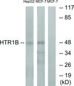 抗-HTR1B 兔抗 affinity isolated antibody