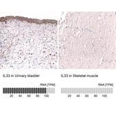 Monoclonal Anti-Il33 Antibody Produced In Mouse Prestige Antibodies® Powered by Atlas Antibodies, clone CL13438, affinity isolated antibody, buffered aqueous glycerol solution