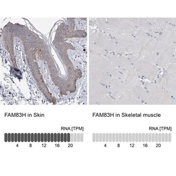 Anti-FAM83H antibody produced in rabbit Prestige Antibodies® Powered by Atlas Antibodies, affinity isolated antibody, buffered aqueous glycerol solution, Ab1