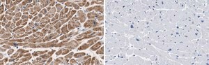 Anti-COX IV Antibody, clone 1L23 ZooMAb® Rabbit Monoclonal recombinant, expressed in HEK 293 cells