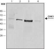 Anti-Chk1 antibody, Mouse monoclonal ~2 mg/mL, clone DCS-310, purified from hybridoma cell culture