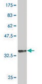 Monoclonal Anti-GATA3 antibody produced in mouse clone 1C1, purified immunoglobulin, buffered aqueous solution