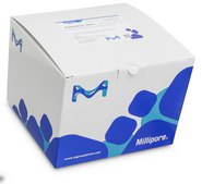 GDS E. coli O157:H7 Tq suitable for RT-PCR, for Escherichia coli 