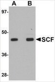 Anti-SCF antibody produced in rabbit affinity isolated antibody, buffered aqueous solution