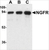 Anti-NGFR antibody produced in rabbit affinity isolated antibody, buffered aqueous solution