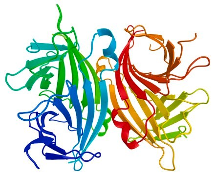 抗生物素蛋白 &#8722;琼脂糖类 来源于鸡蛋白 aqueous glycerol suspension