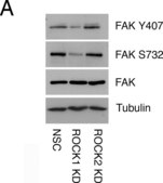 抗-α-微管蛋白抗体，小鼠单克隆 clone DM1A, purified from hybridoma cell culture