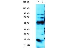 Anti-BMAL1 Antibody serum, from guinea pig