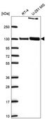Anti-Ppfibp1 Antibody Produced In Rabbit Prestige Antibodies® Powered by Atlas Antibodies, affinity isolated antibody, buffered aqueous glycerol solution