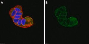 Anti-TSG101 Antibody, clone 2H18 ZooMAb® Rabbit Monoclonal recombinant, expressed in HEK 293 cells