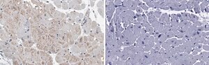 Anti-RHOT1/MIRO-1 Antibody, clone 1F4 ZooMAb® Rabbit Monoclonal recombinant, expressed in HEK 293 cells