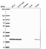 Anti-SKP1 antibody produced in rabbit Prestige Antibodies® Powered by Atlas Antibodies, affinity isolated antibody
