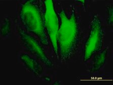 Monoclonal Anti-RHOA antibody produced in mouse clone 1B12, purified immunoglobulin, buffered aqueous solution
