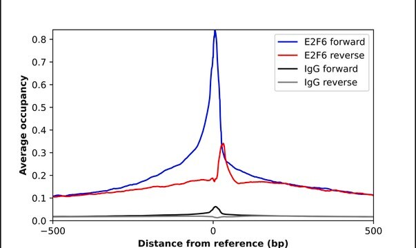 Anti-E2F6 antibody produced in rabbit Prestige Antibodies® Powered by Atlas Antibodies, affinity isolated antibody