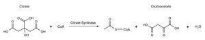柠檬酸合酶检测试剂盒 1 kit sufficient for 100 reactions (using a 1 ml cuvette), 1 kit sufficient for 480 reactions (using 96 multiwell plates)