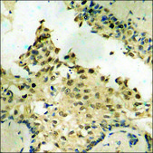 Anti-phospho-NF-kappaB p105/p50 (pSer907) antibody produced in rabbit affinity isolated antibody