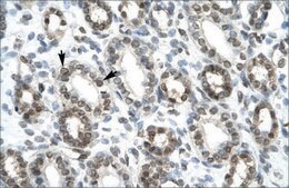 Anti-HEY1 antibody produced in rabbit IgG fraction of antiserum