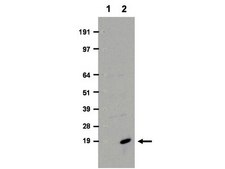 ChIPAb+ Acetyl-Histone H3 (Lys9) Purified - ChIP Validated Antibody and Primer Set from rabbit, purified by using Protein A