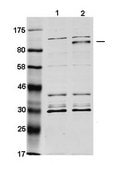 Anti-TCF4 (AB2) antibody produced in rabbit affinity isolated antibody