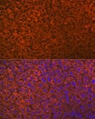 Anti-PON1 antibody produced in rabbit